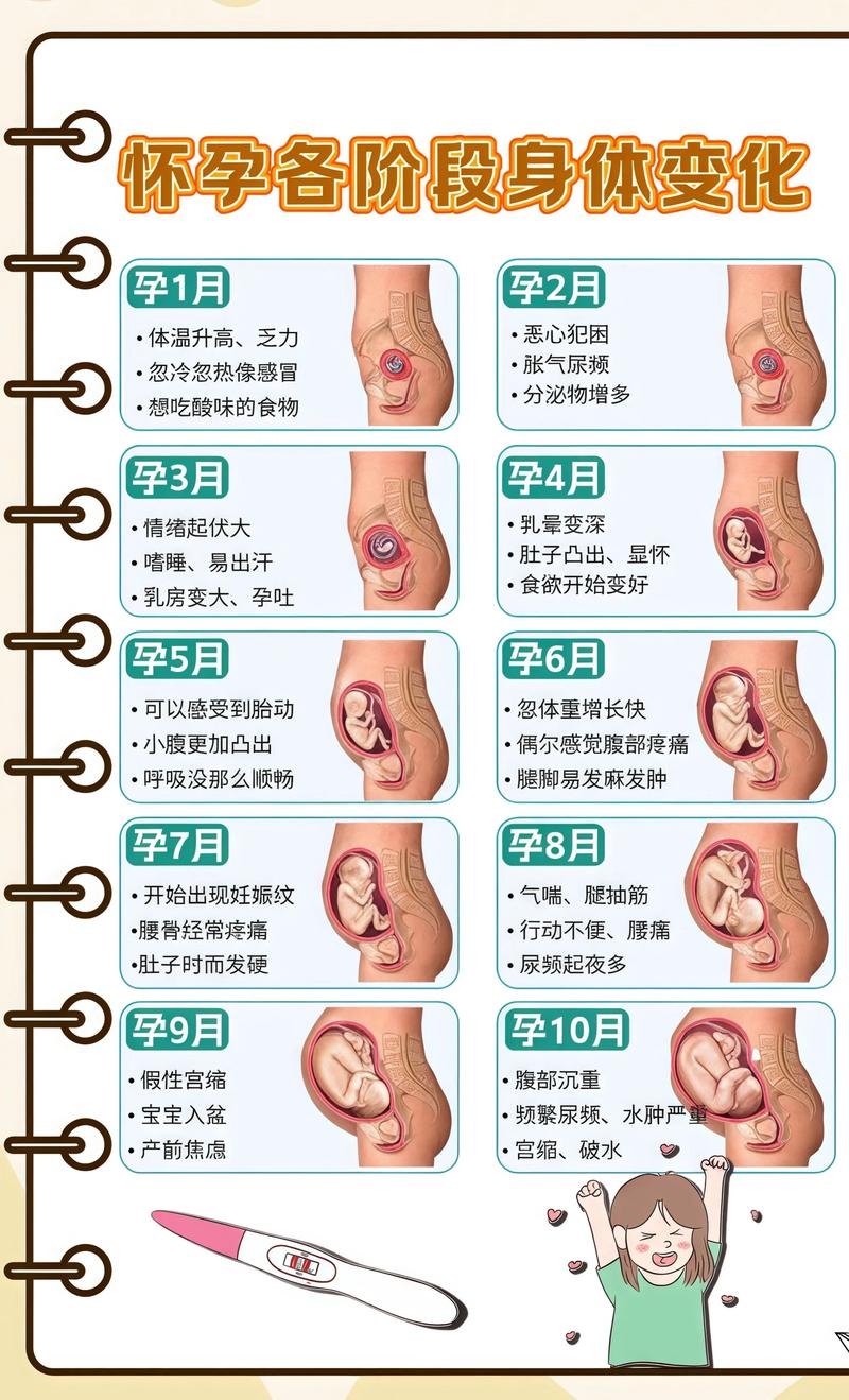 揭秘供卵代孕妈妈怀孕小腹分两节，孕期变化的奥秘丹东代生机构: